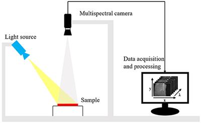 Beef Cut Classification Using Multispectral Imaging and Machine Learning Method